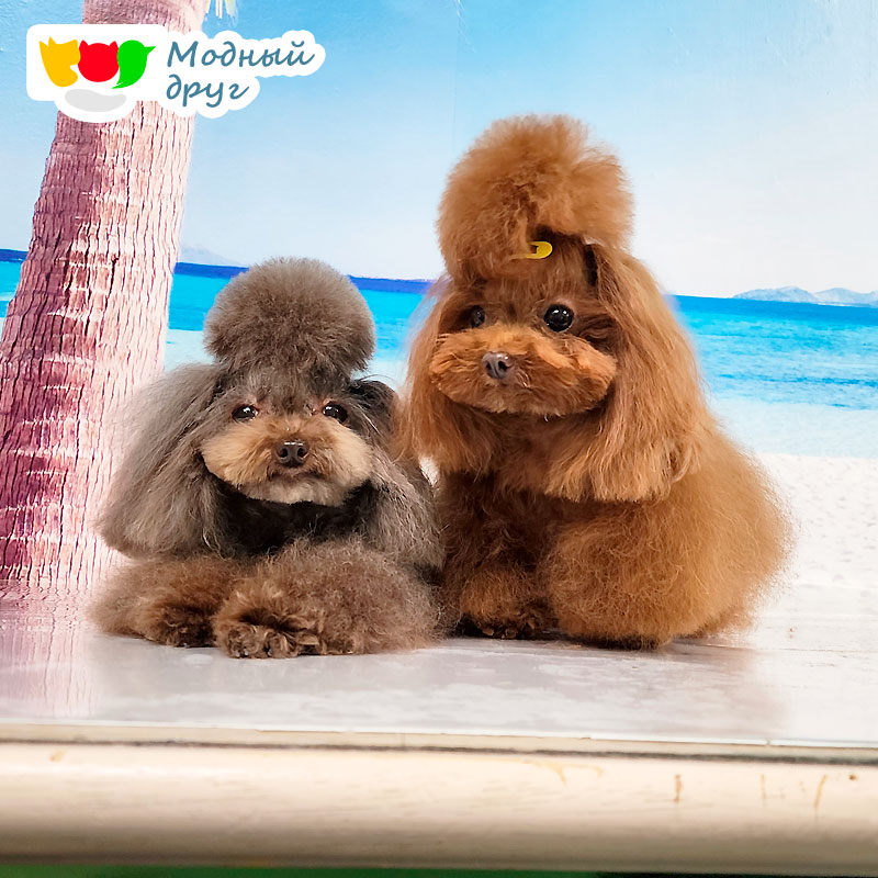 Премиальный груминг не дорого