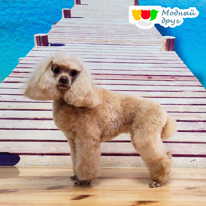 Премиальный груминг услуги