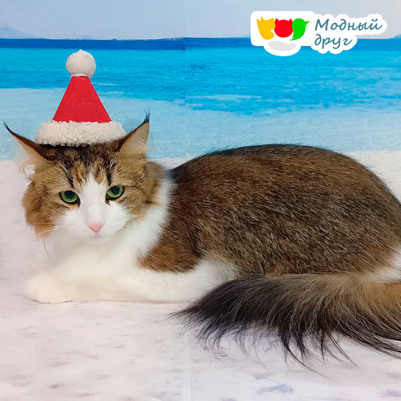 Премиальный груминг для кошек