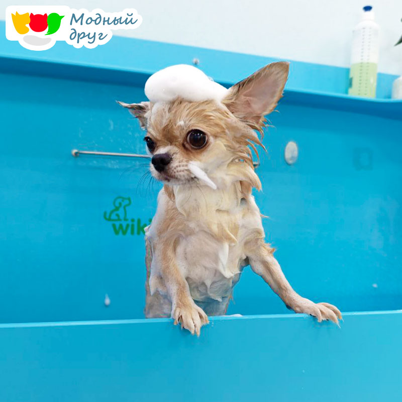 Премиальный груминг салоны