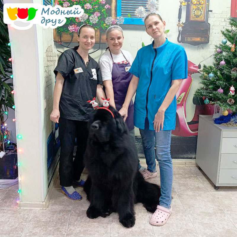 Премиальный груминг в Москве