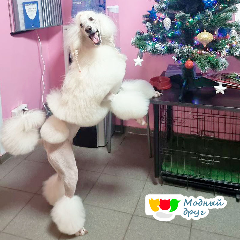 Премиальный груминг дорого