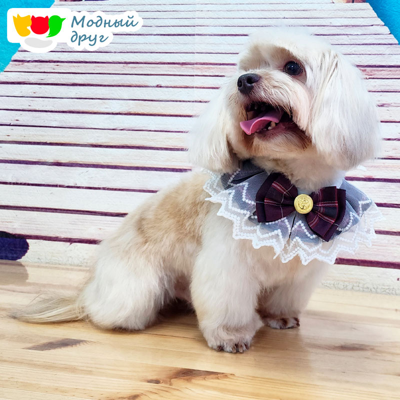 Премиальный груминг для собак